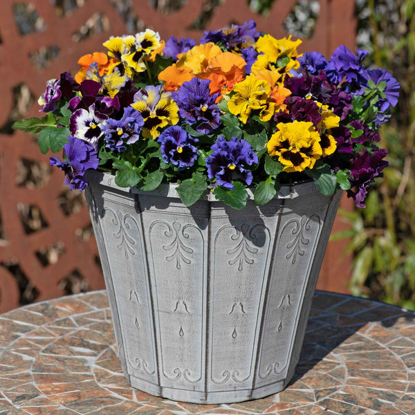 Pansy 'Frizzle Sizzle Mix'