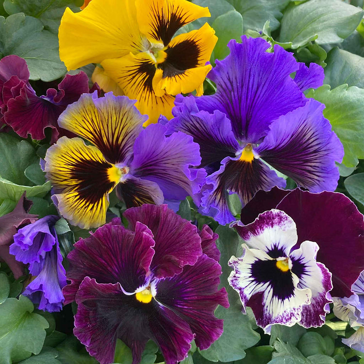 Pansy 'Frizzle Sizzle Mix'