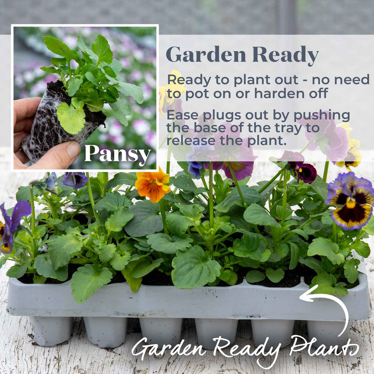 Pansy 'Frizzle Sizzle Mix'