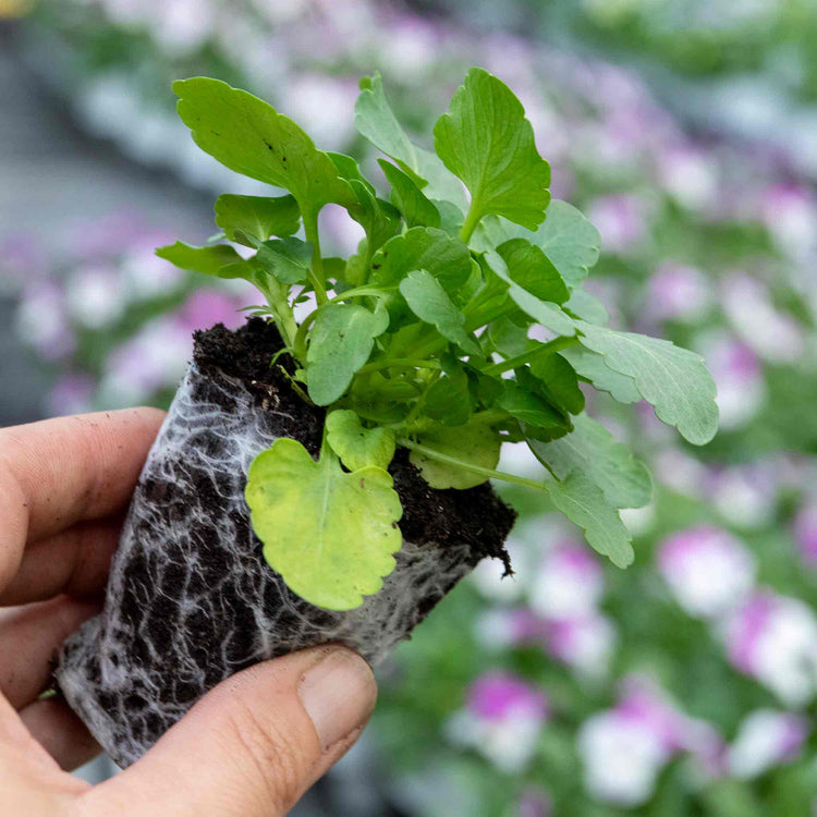 Pansy Plant 'Cool Wave Raspberry Swirl'