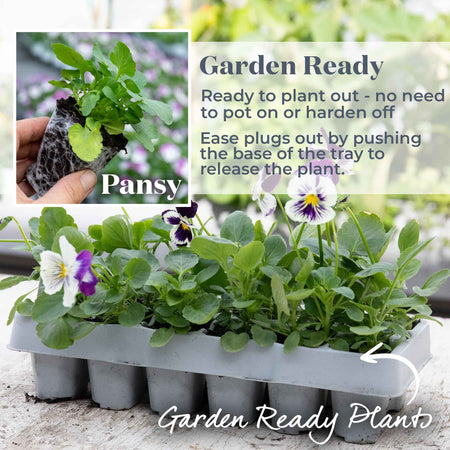 Pansy Cats Whiskers 'Purple and White'