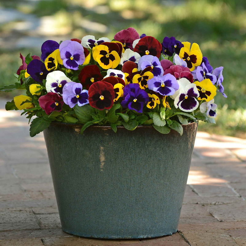 Pansy Matrix 'Blotched Mix'