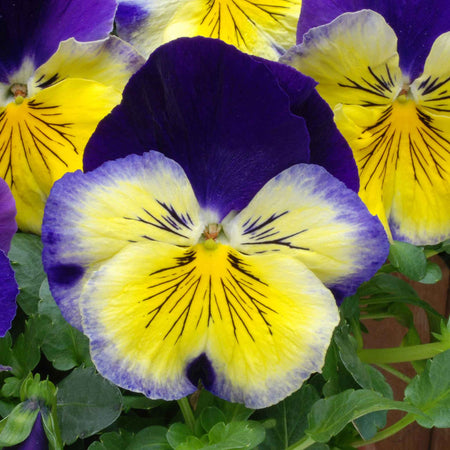 Pansy 'Matrix Morpheus'