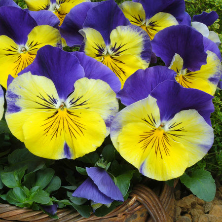 Pansy 'Matrix Morpheus'