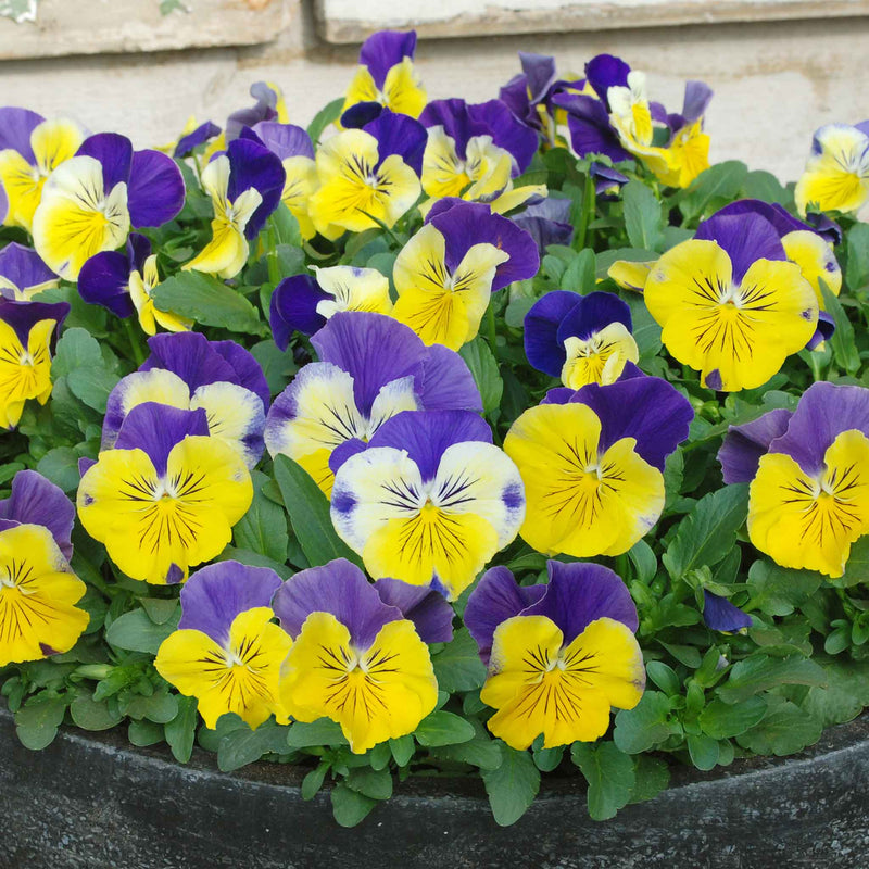 Pansy 'Matrix Morpheus'