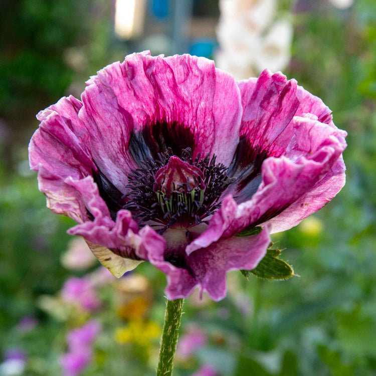 Papaver 'Patty's Plum'
