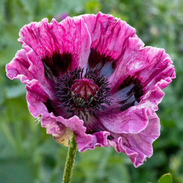 Papaver 'Patty's Plum'