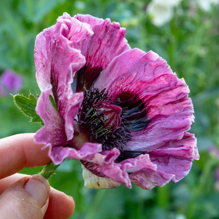 Papaver 'Patty's Plum'