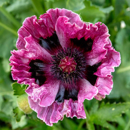 Papaver 'Patty's Plum'