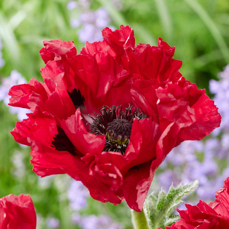 Papaver Plant 'Red Rumble'