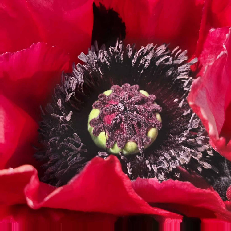 Papaver Plant 'Red Rumble'