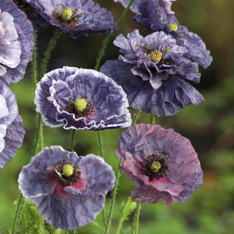 Poppy Seeds 'Amazing Grey'