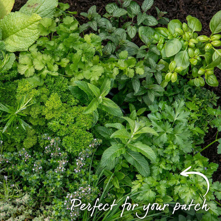 Parsley Plant 'Italian Flat Leaf'