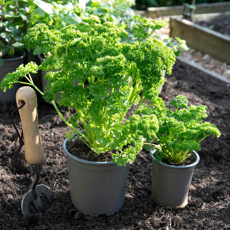 Parsley Plant 'Moss Curled'