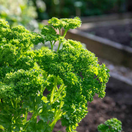 Parsley Plant 'Moss Curled'