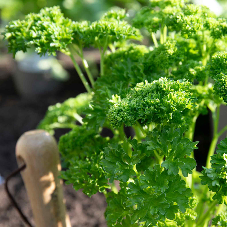 Parsley Plant 'Moss Curled'