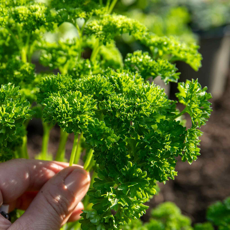 Parsley Plant 'Moss Curled'