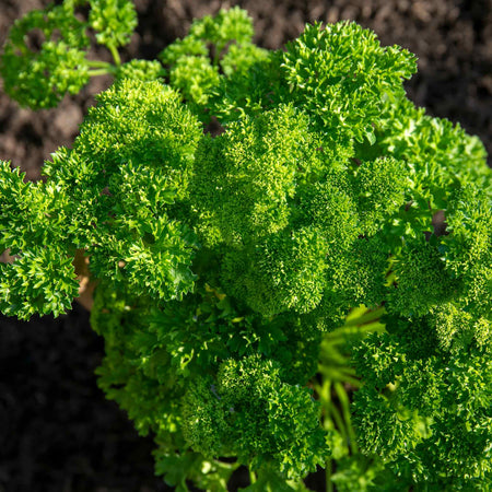 Parsley Plant 'Moss Curled'