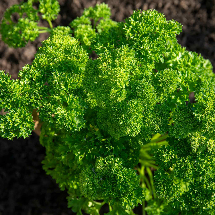 Parsley Seeds 'Champion Moss Curled'