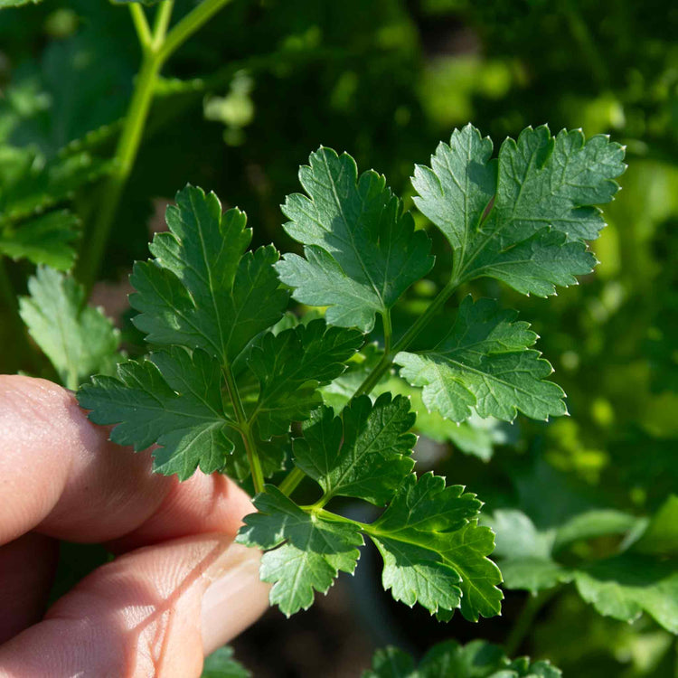 Herb Collection Plant 'Sense-ational'