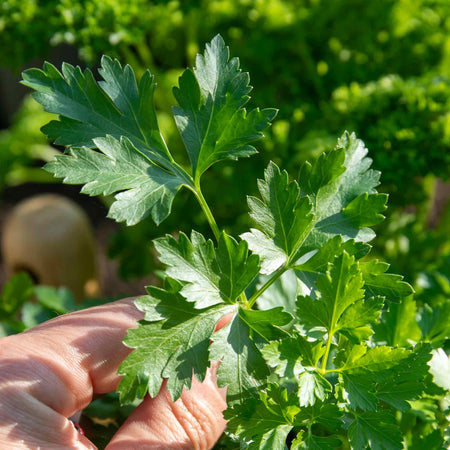 Parsley Plant 'Italian Flat Leaf'