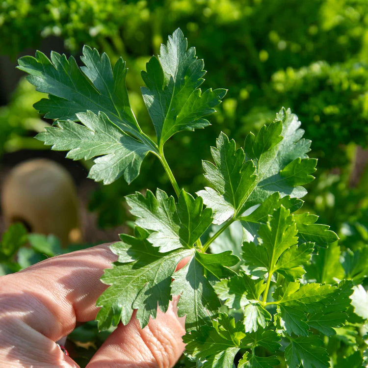 Parsley Seeds 'Italian Plain Leaved'