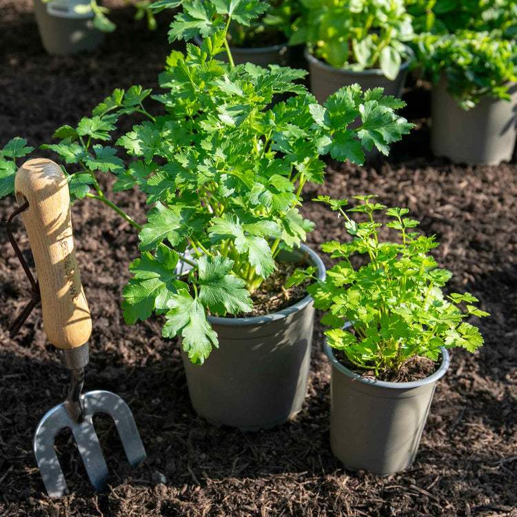 Parsley Plant 'Italian Flat Leaf'