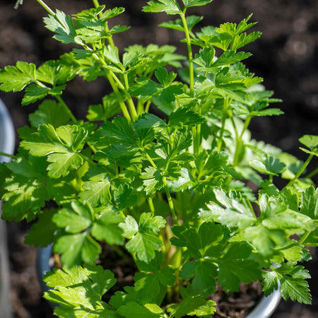 Parsley Plant 'Italian Flat Leaf'