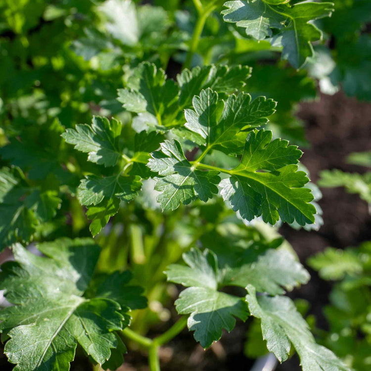 Parsley Plant 'Italian Flat Leaf'