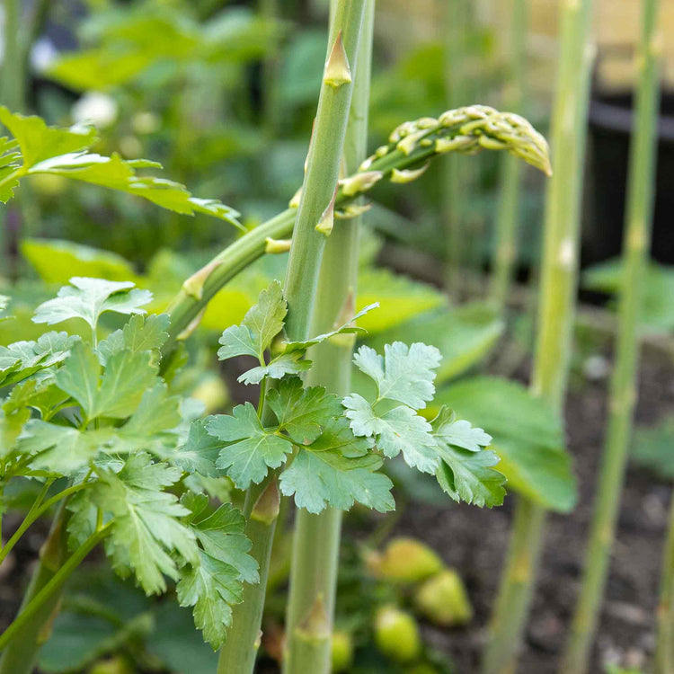 Parsley Seeds 'Italian Plain Leaved'