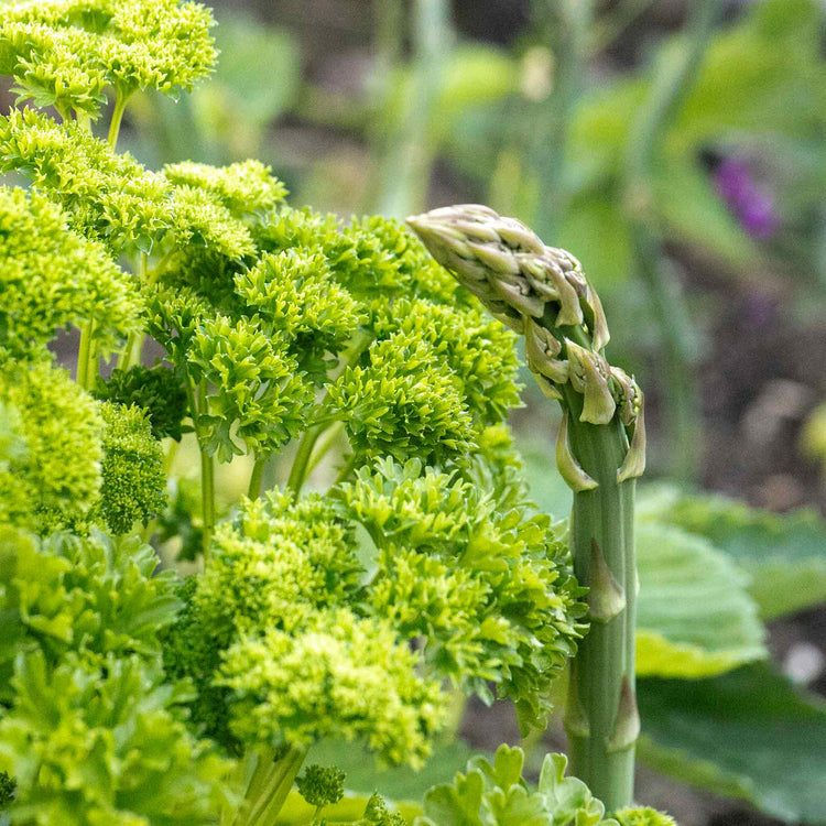 Parsley Plant 'Moss Curled'