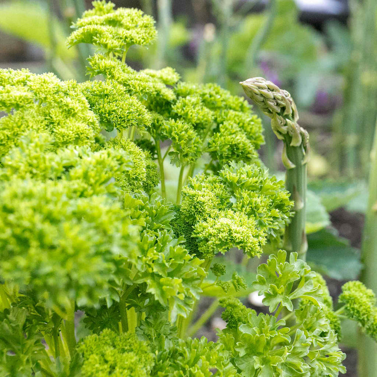 Parsley Seeds 'Champion Moss Curled'