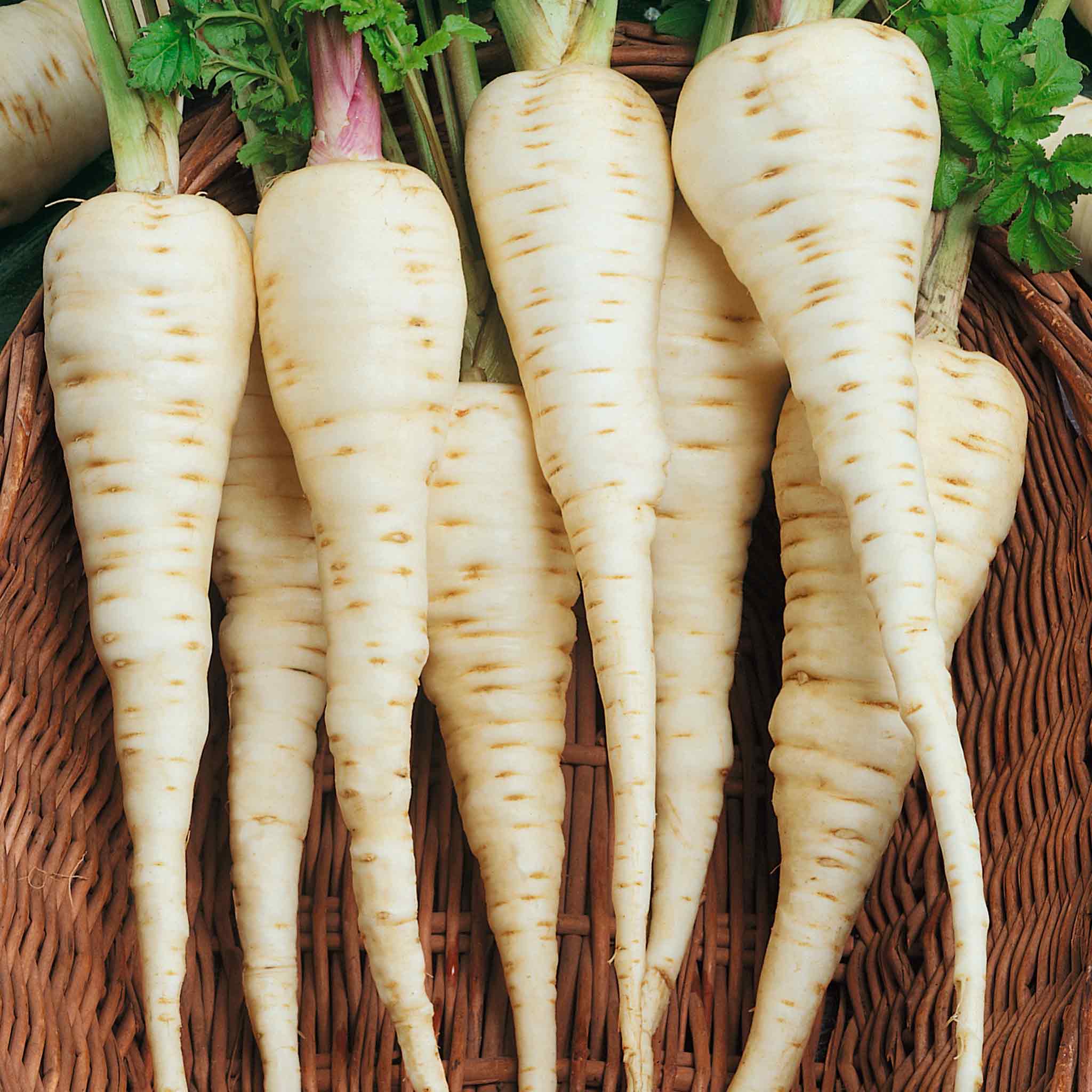 Parsnip Seeds Gladiator F1