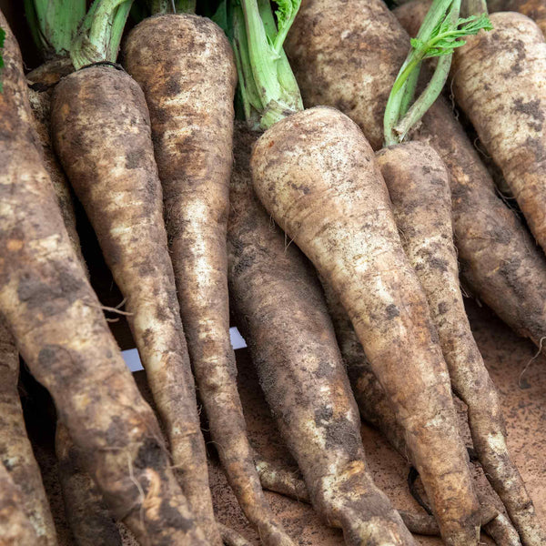 Parsnip Seeds 'Javelin'
