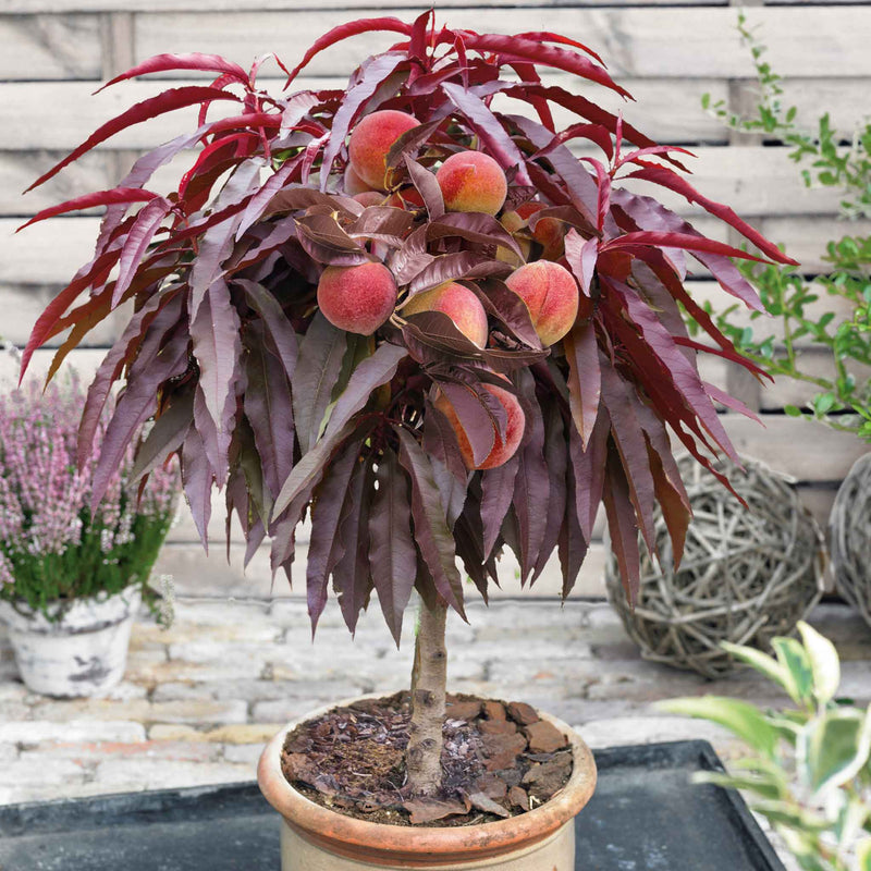 Patio Peach 'Crimson'