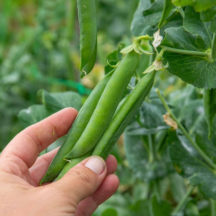 Pea Seeds 'Alderman'