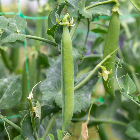 Pea Seeds 'Alderman'