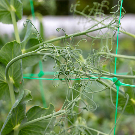 Pea Seeds 'Alderman'