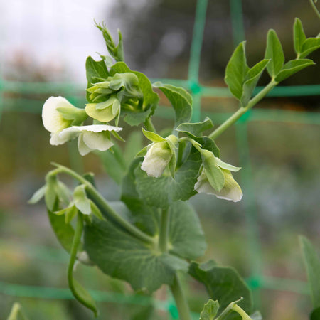 Pea Seeds 'Alderman'