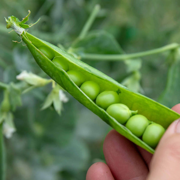 Pea Plant 'Alderman'