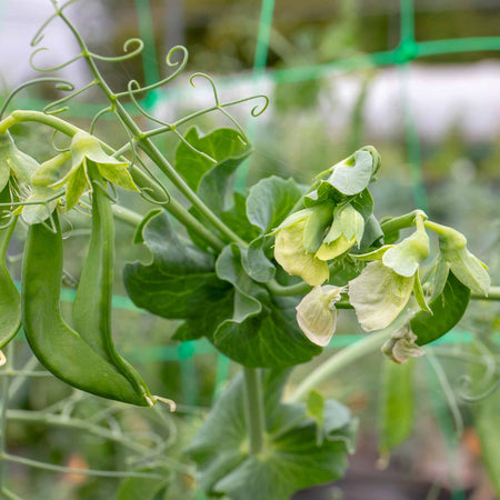 Pea Seeds Mangetout 'Delikata'