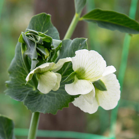 Pea Seeds Mangetout 'Delikata'