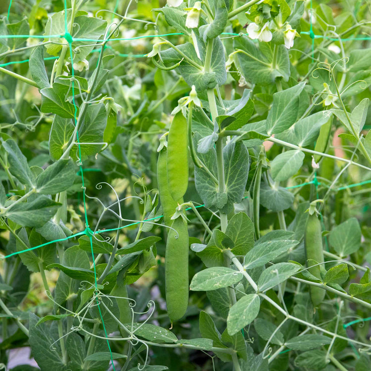 Pea Seeds Mangetout 'Delikata'