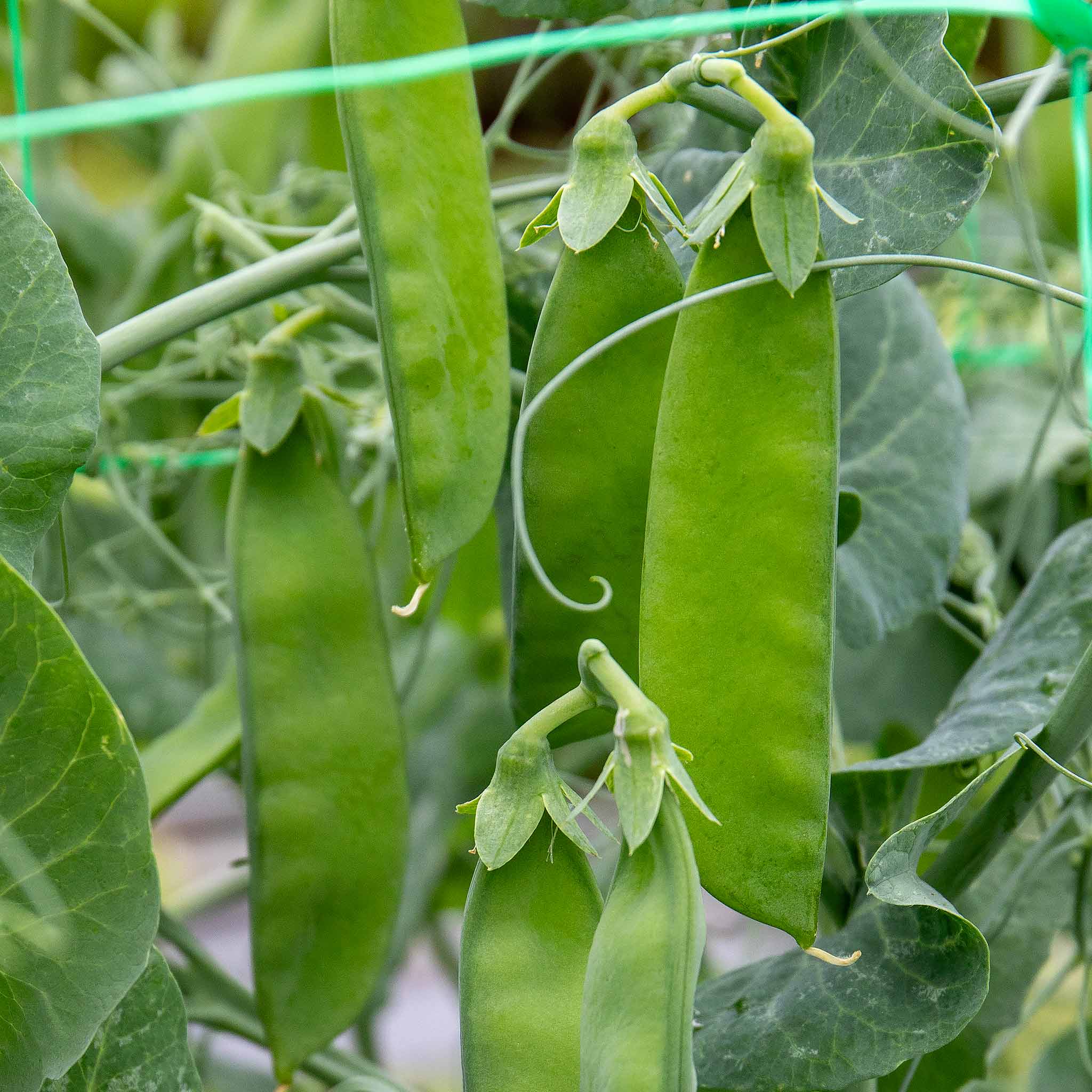 Mangetout Pea Seeds Delikata