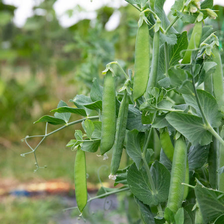 Pea Seeds Mangetout 'Delikata'