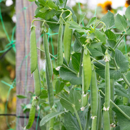 Pea Seeds Mangetout 'Delikata'