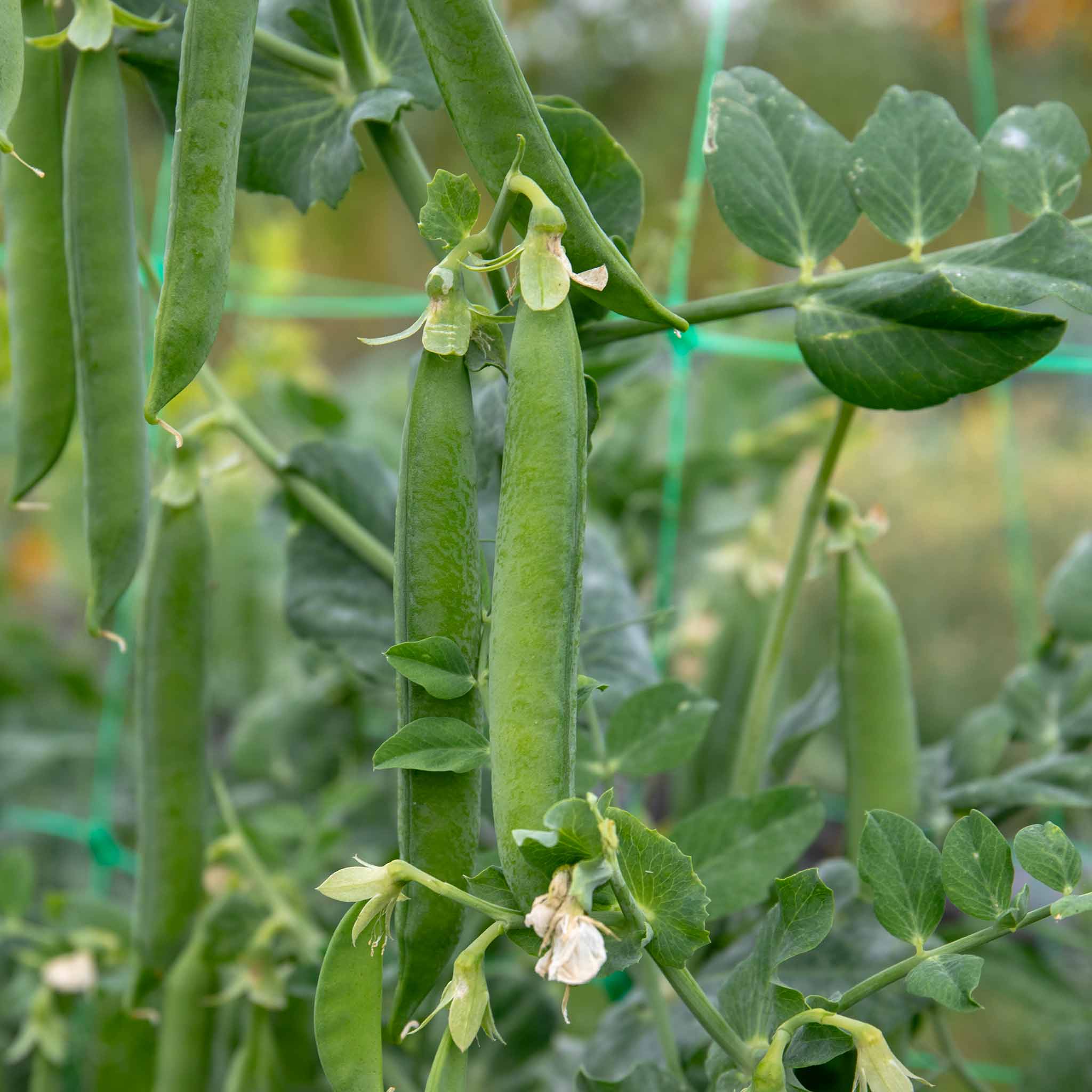 Pea Seeds Hurst Shaft