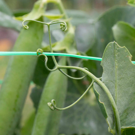 Pea Plant 'Hurst Green Shaft'