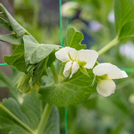 Pea Plant 'Hurst Green Shaft'