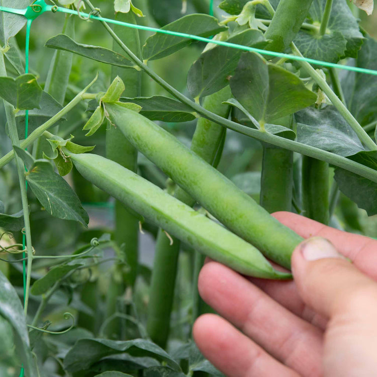 Pea Plant 'Hurst Green Shaft'